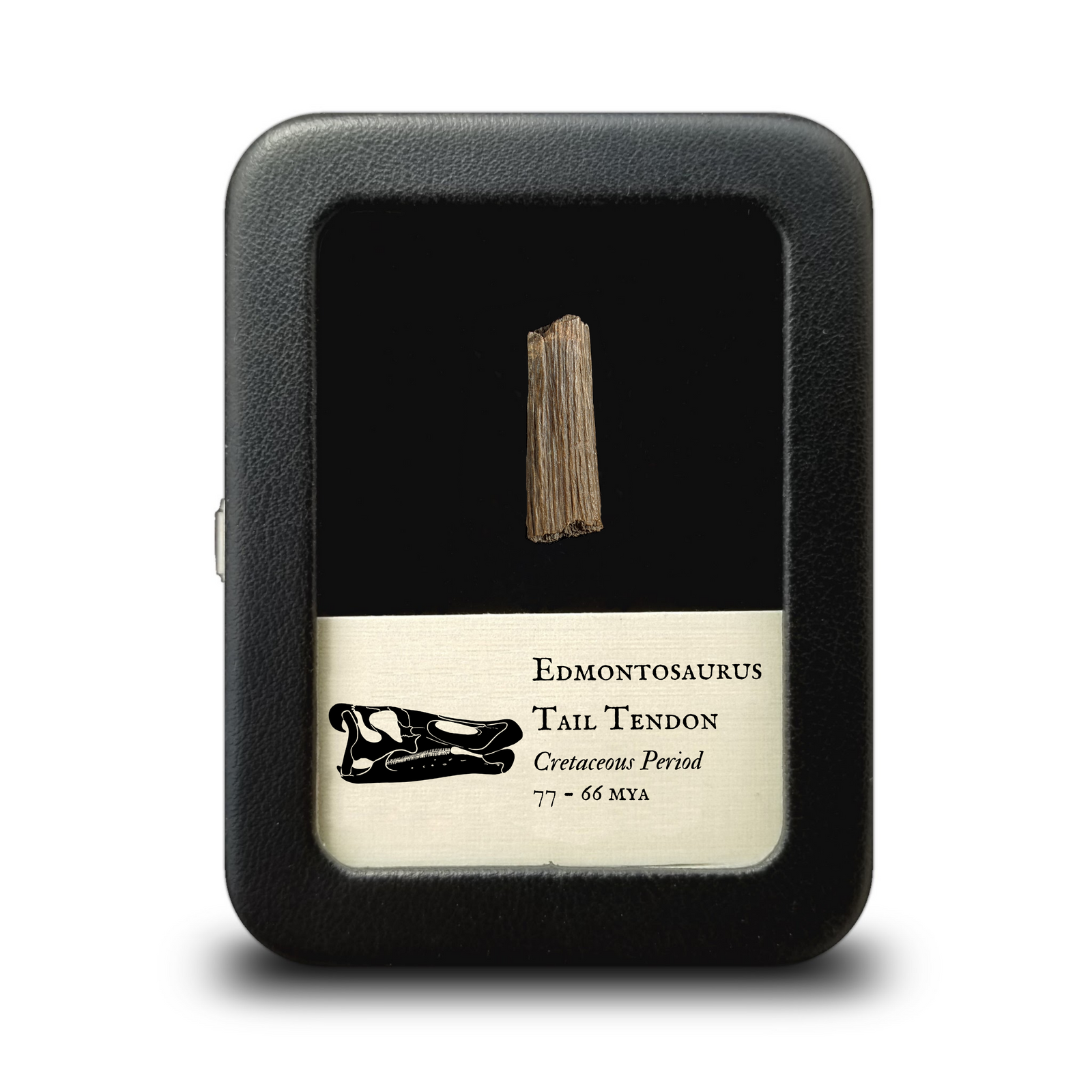 Edmontosaurus Dinosaur Tail Tendon - Cretaceous Period - 77 to 66 MYA - Hell Creek