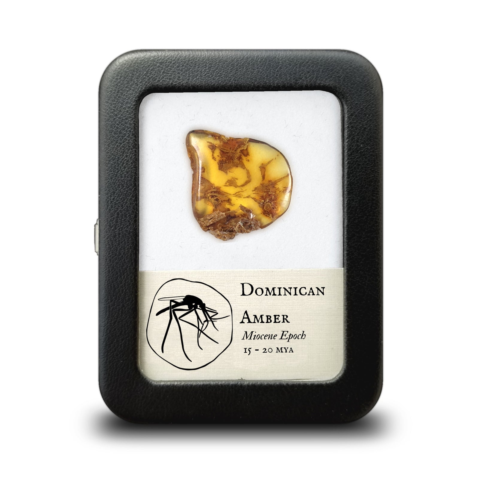Dominican Amber -  Miocene Epoch - 15 to 20  MYA - Dominican Republic