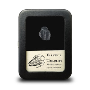 Elrathia Trilobite, Small - Middle Cambrian - 513.0 to 498.5 MYA - Utah, USA