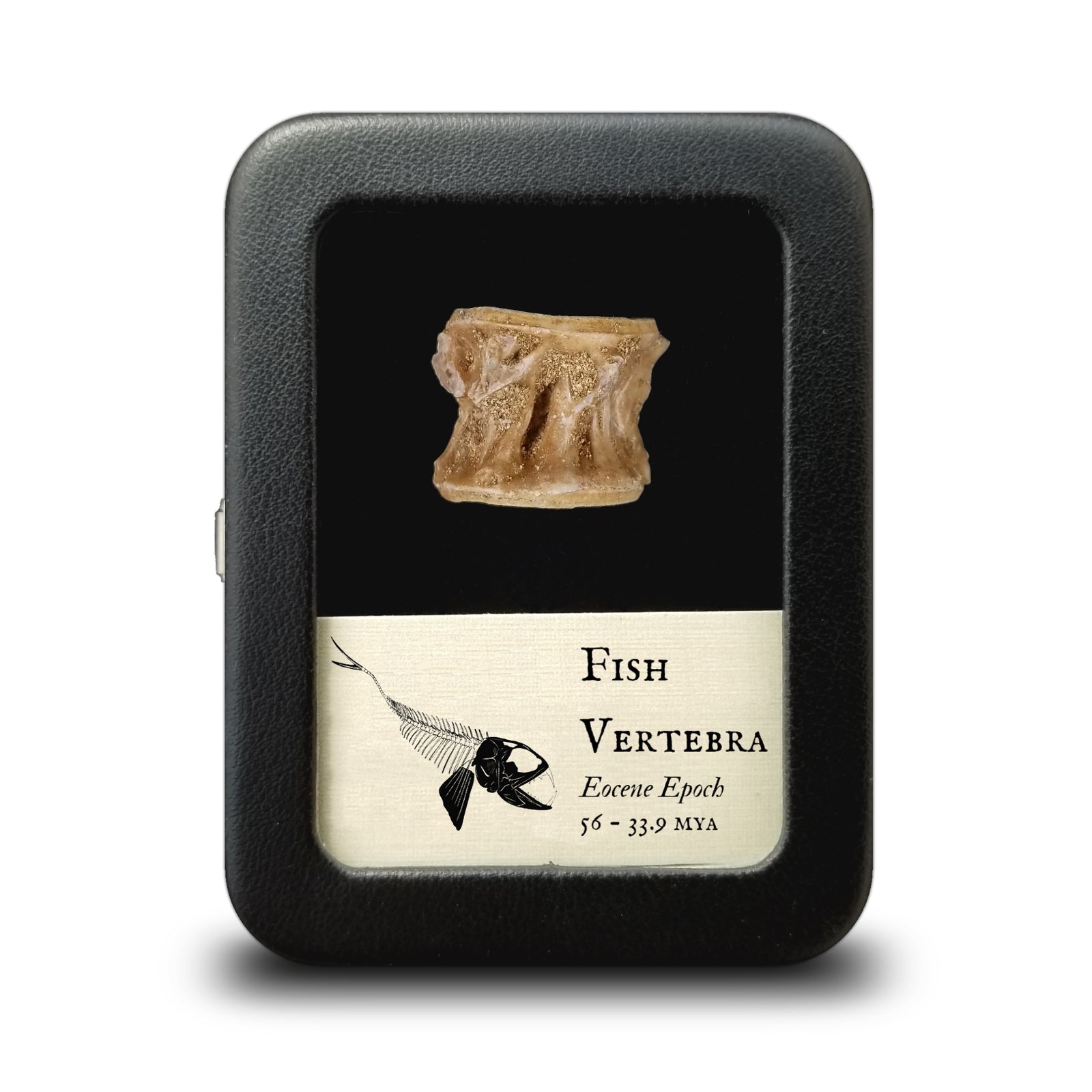 Extinct Fish Vertebra - Eocene Epoch - 56 to 33.9 MYA - Morocco