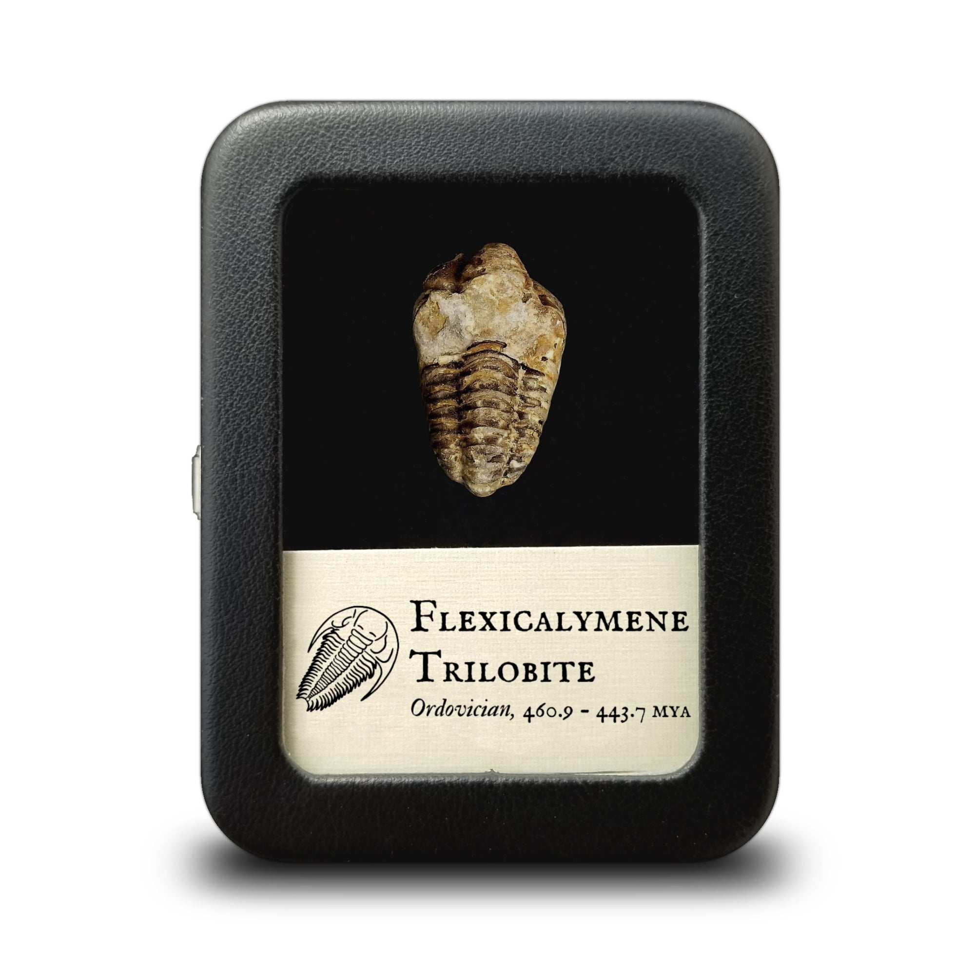 Flexicalymene Trilobite - Ordovician Period - 460.9 to 443.7 MYA - Morocco