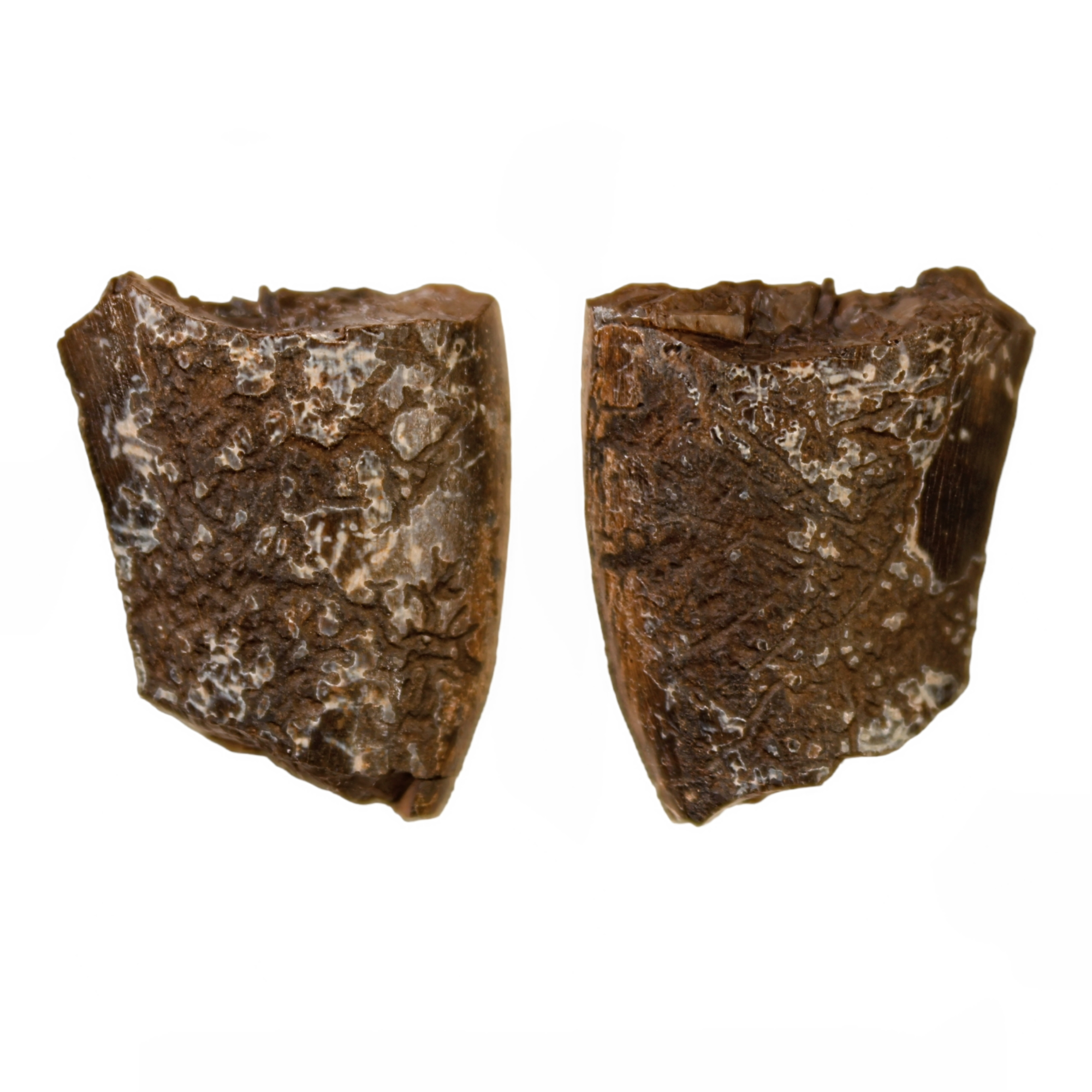 Allosaurus Tooth, 1.1 inches - Jurassic Period - 155 to 145 MYA - Wyoming, USA