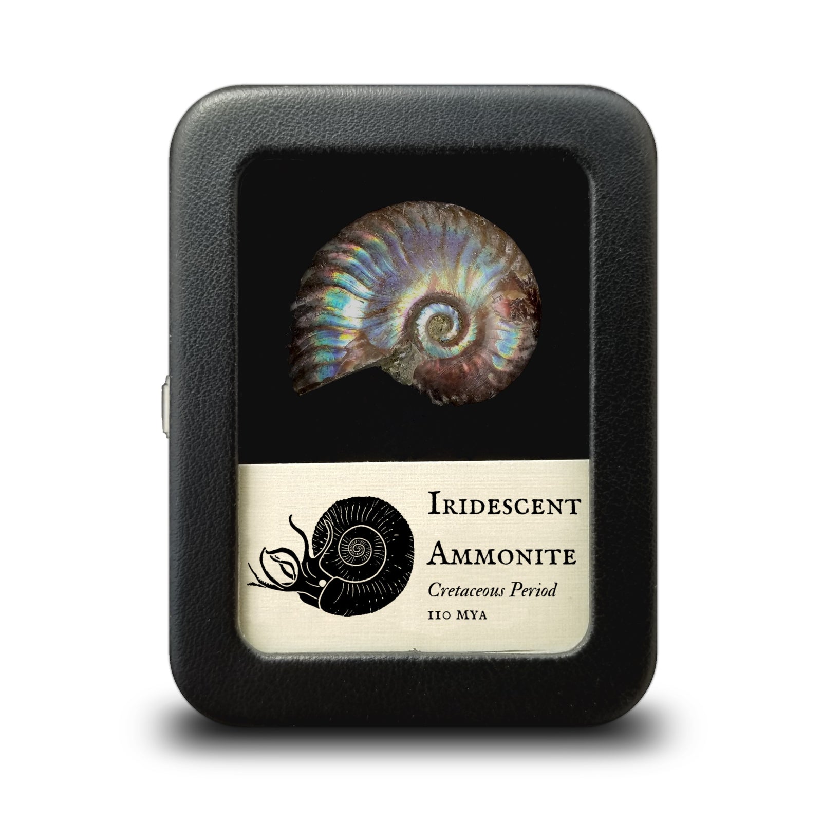 Iridescent Ammonite (1 to 2") - Cretaceous Period - 100 MYA - Madagascar