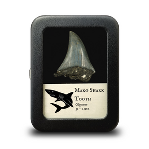 Giant Mako Shark Tooth - Oligocene Period - 31 to 1 MYA - United States