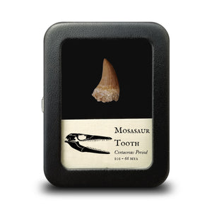 Small Mosasaur Tooth - Cretaceous Period - 101 to 66 MYA - Morocco