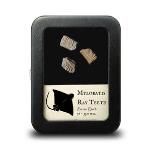 Mylobatis Ray Teeth - Eocene Epoch - 56 to 33.9 MYA - Morocco