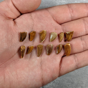 Abelisaurid Tooth (Theropod) - Cretaceous Period - 125 to 66 MYA - Morocco