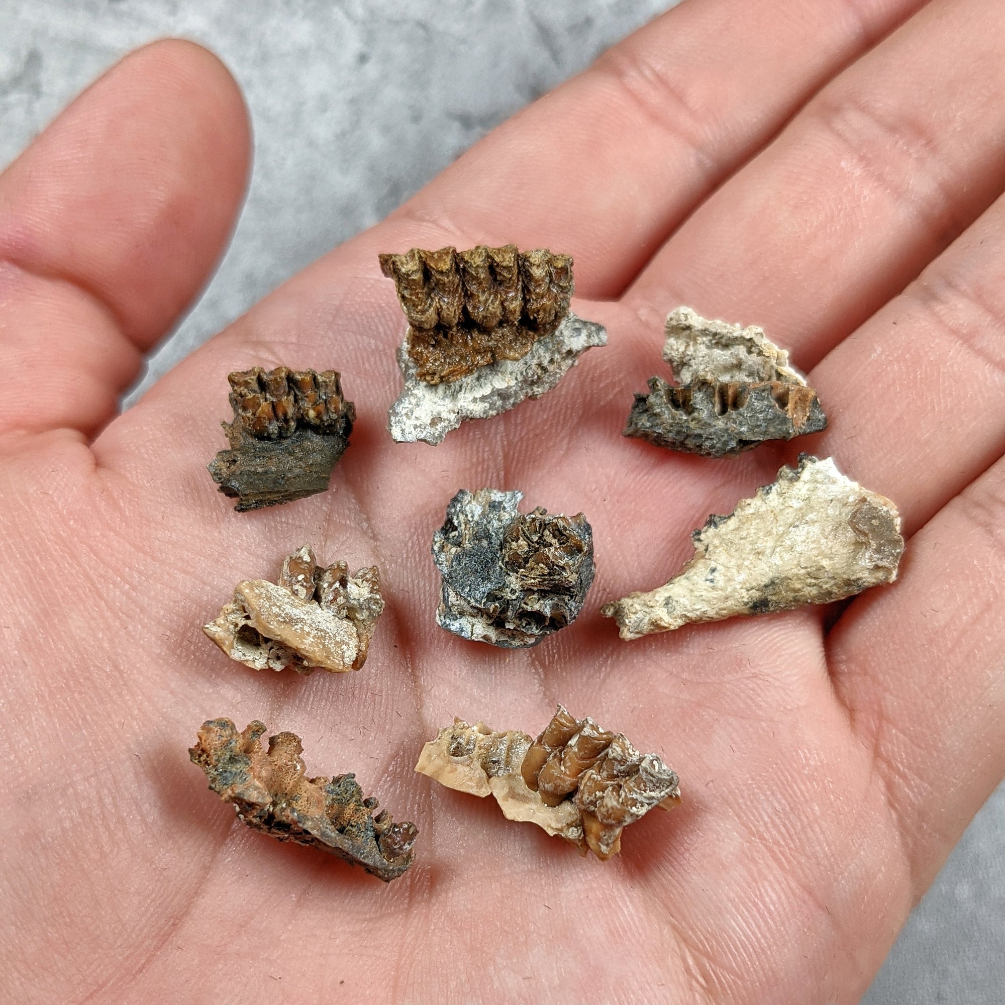 Cainotherium Jaw Fragment - Oligocene Epoch - 33.9 to 23.03 MYA - France