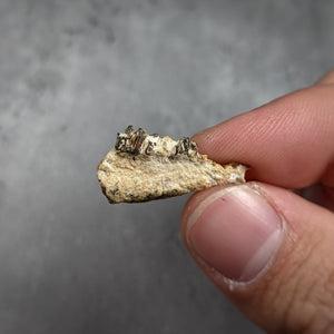 Cainotherium Jaw Fragment - Oligocene Epoch - 33.9 to 23.03 MYA - France