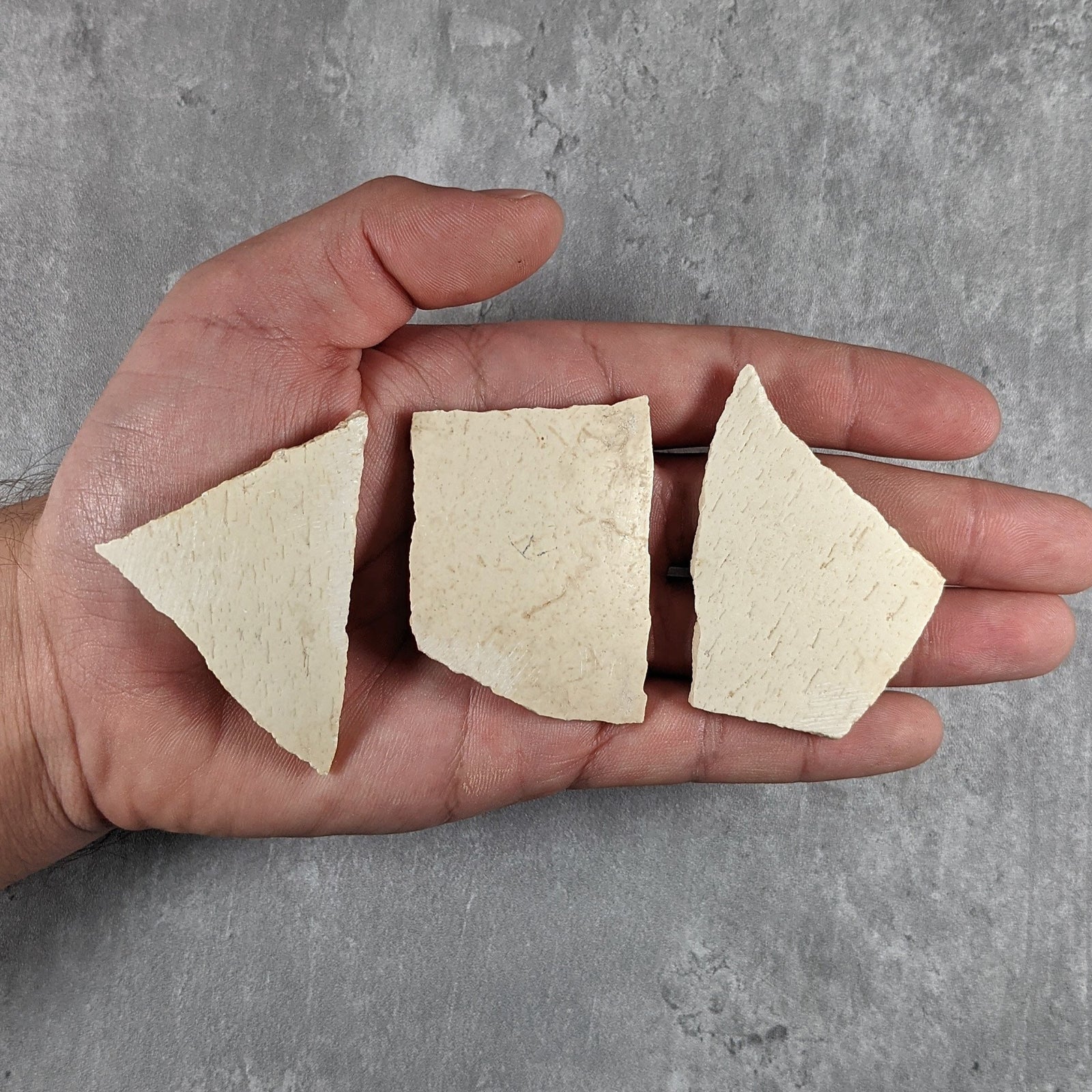 Elephant Bird Egg Shell - Madagascar - Late Pleistocene - 43 MYA