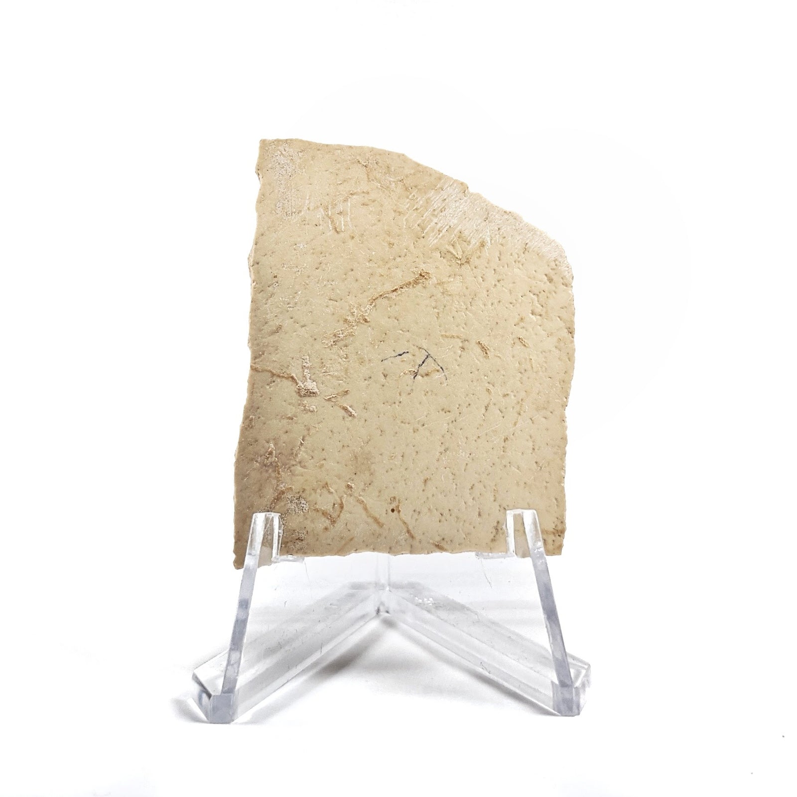 Elephant Bird Egg Shell - Madagascar - Late Pleistocene - 43 MYA