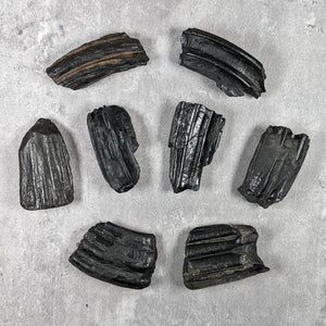 Fossilized Extinct Horse Tooth - North Carolina - Late Pleistocene - 43 MYA