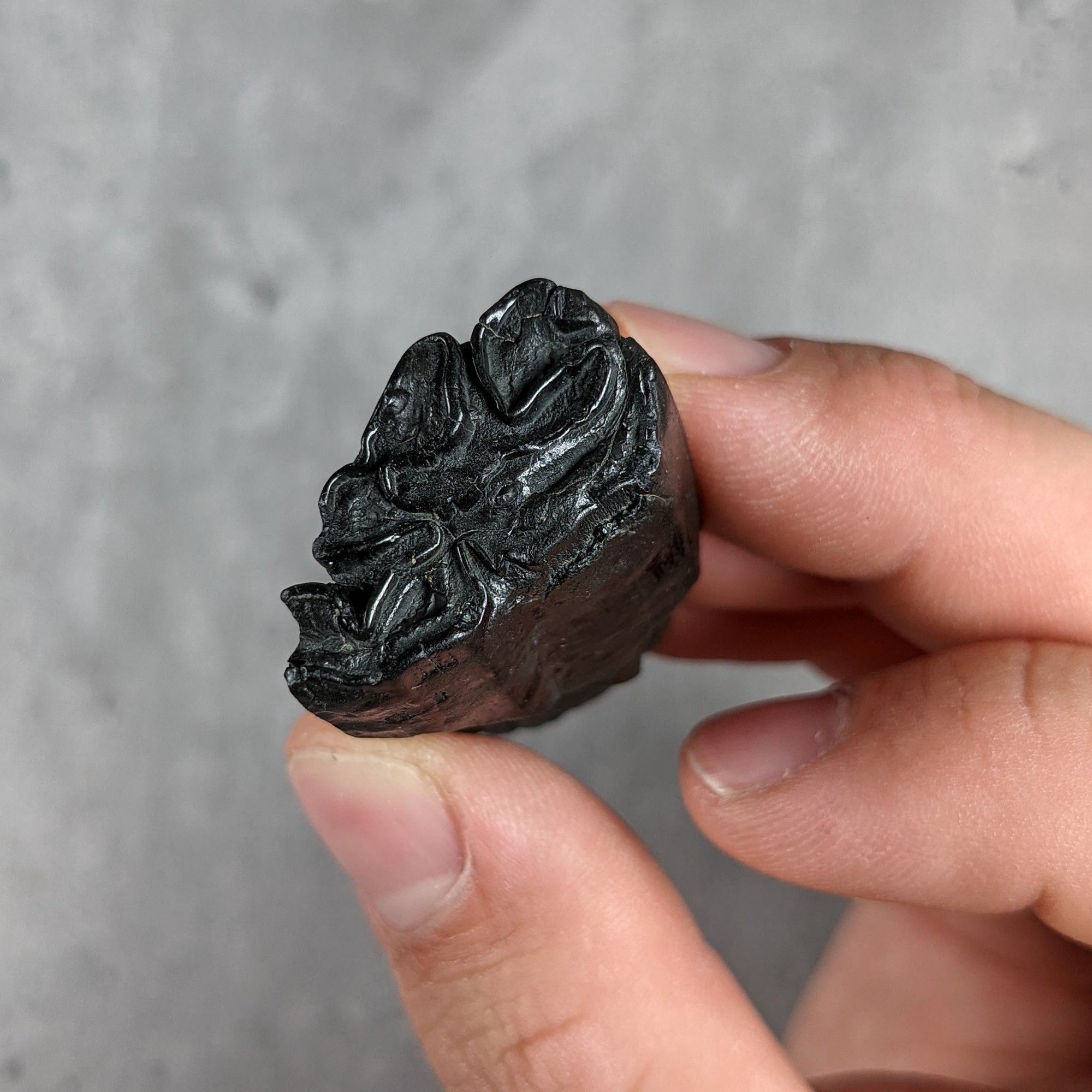 Fossilized Extinct Horse Tooth - North Carolina - Late Pleistocene - 43 MYA
