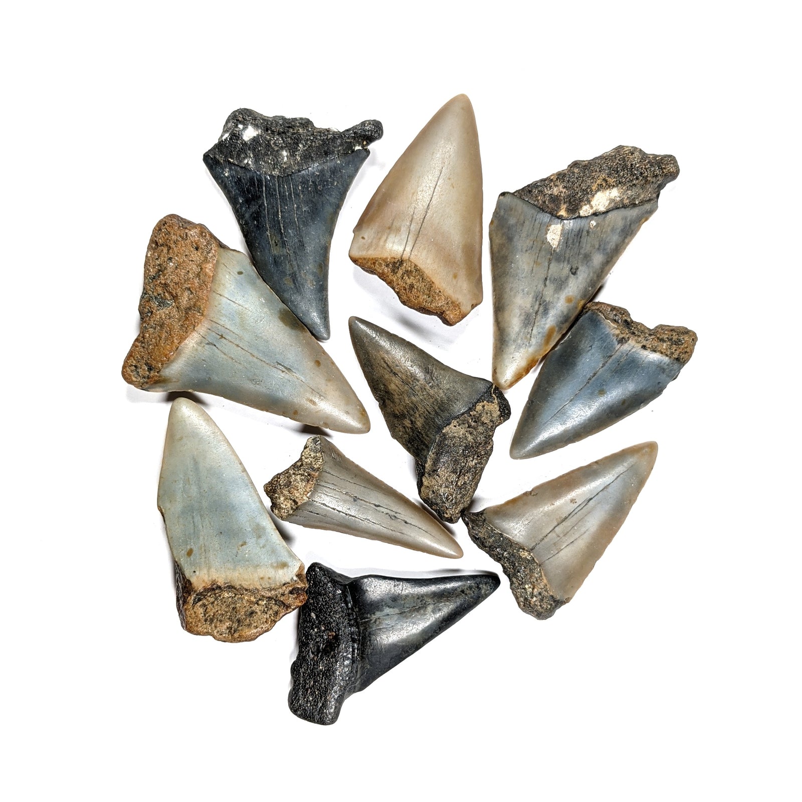 Giant Mako Shark Tooth - Oligocene Period - 31 to 1 MYA - United States