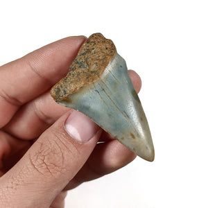 Giant Mako Shark Tooth - Oligocene Period - 31 to 1 MYA - United States