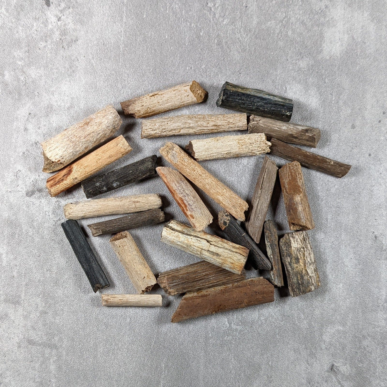 Edmontosaurus Dinosaur Tail Tendon - Cretaceous Period - 77 to 66 MYA - Hell Creek