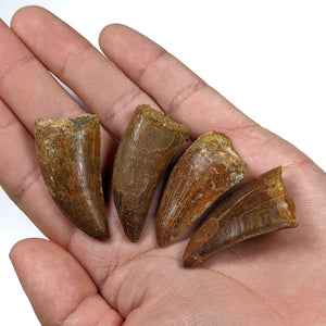 Carcharodontosaurus Tooth - Cretaceous Period - 100.5 to 66.0 MYA - Morocco