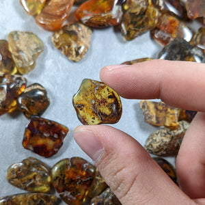 Dominican Amber -  Miocene Epoch - 15 to 20  MYA - Dominican Republic