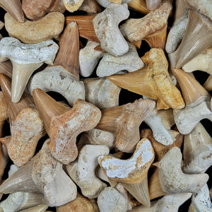 Otodus Shark Tooth Fossil - Eocene Epoch - 56 to 33.9 MYA - Morocco
