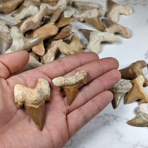 Otodus Shark Tooth Fossil - Eocene Epoch - 56 to 33.9 MYA - Morocco