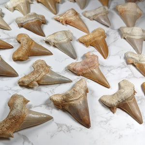 Large Otodus Shark Tooth Fossil - Eocene Epoch - 56 to 33.9 MYA - Morocco