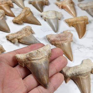 Large Otodus Shark Tooth Fossil - Eocene Epoch - 56 to 33.9 MYA - Morocco