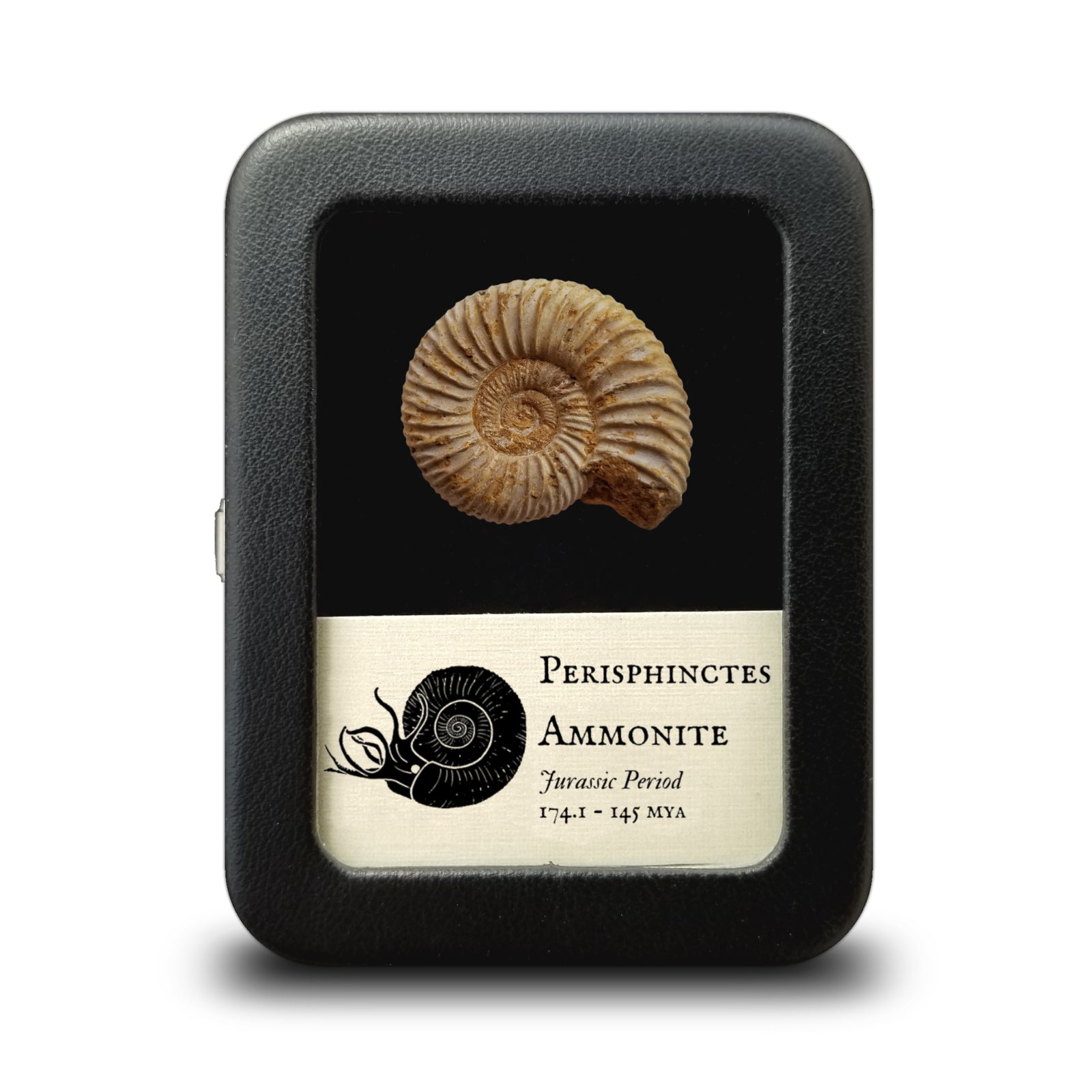 Perisphinctes Ammonite - Jurassic Period - 174.1 to 145 MYA - Madagascar