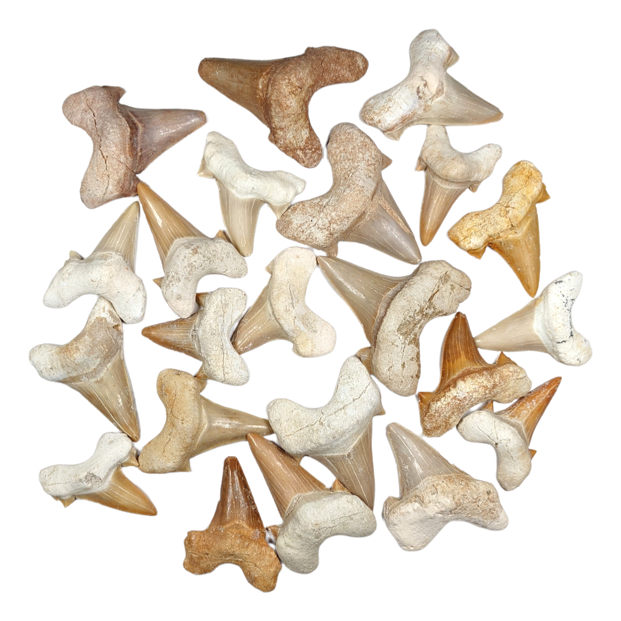 Otodus Shark Tooth Fossil (loose) - Eocene Epoch - 56 to 33.9 MYA - Morocco