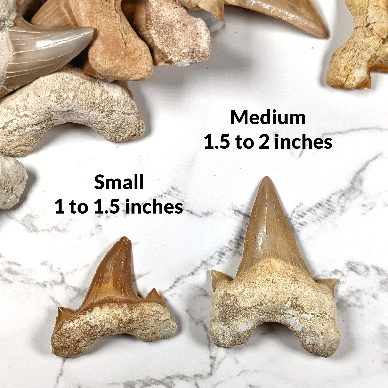 Otodus Shark Tooth Fossil (loose) - Eocene Epoch - 56 to 33.9 MYA - Morocco