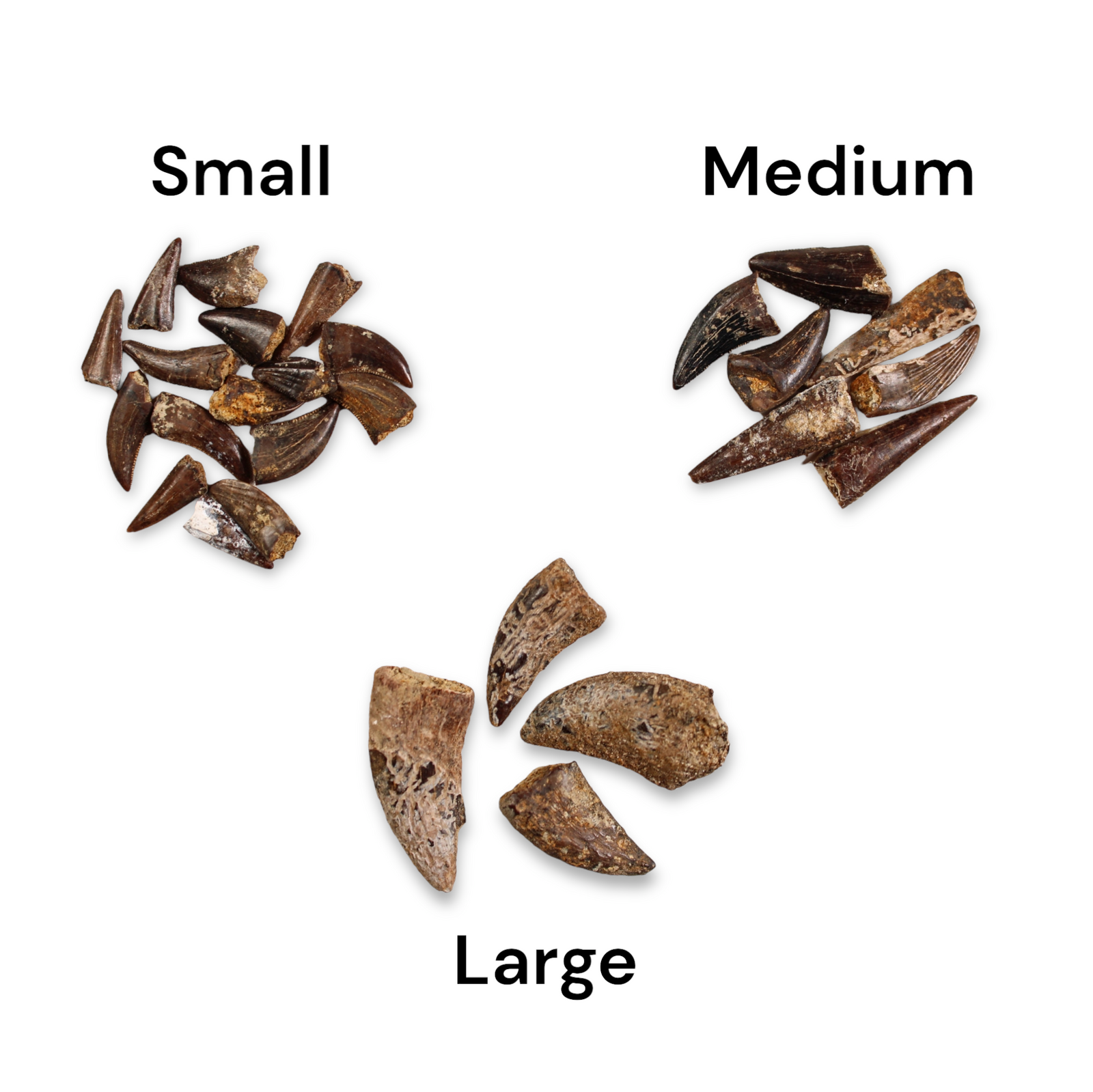 Raptor Tooth, Hell Creek - Cretaceous Period - 68 to 66 MYA - Montana, USA