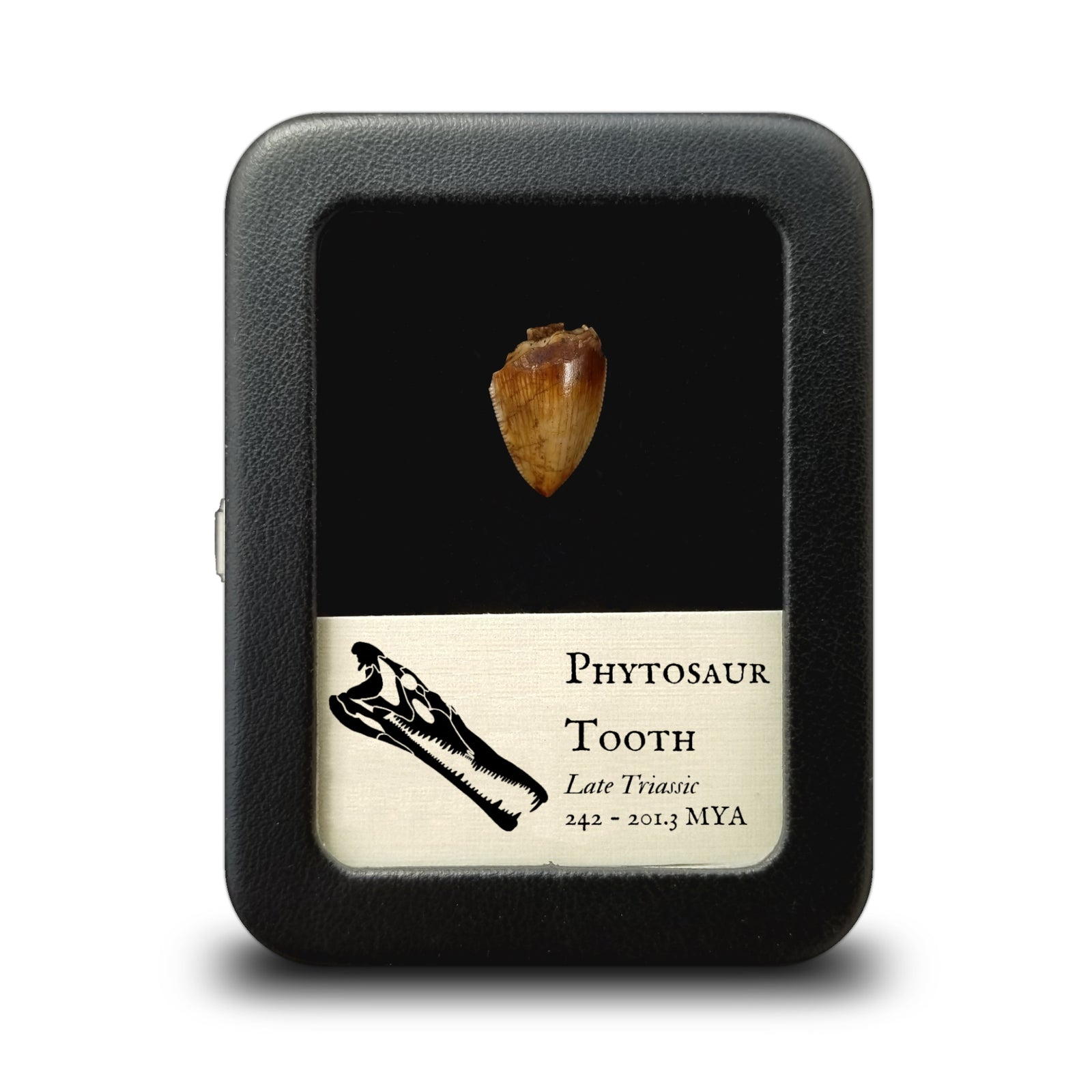 Phytosaur Tooth - Triassic Period - 242 to 201.3 MYA - New Mexico