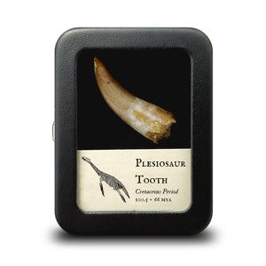Plesiosaur Tooth - Cretaceous Period - 100.5 to 66.0 MYA - Morocco