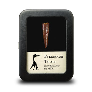 Pterosaur Tooth - Cretaceous Period - 105 MYA - Morocco
