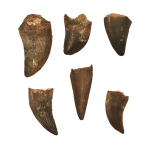 Raptor Tooth, Hell Creek - Cretaceous Period - 68 to 66 MYA - Montana, USA