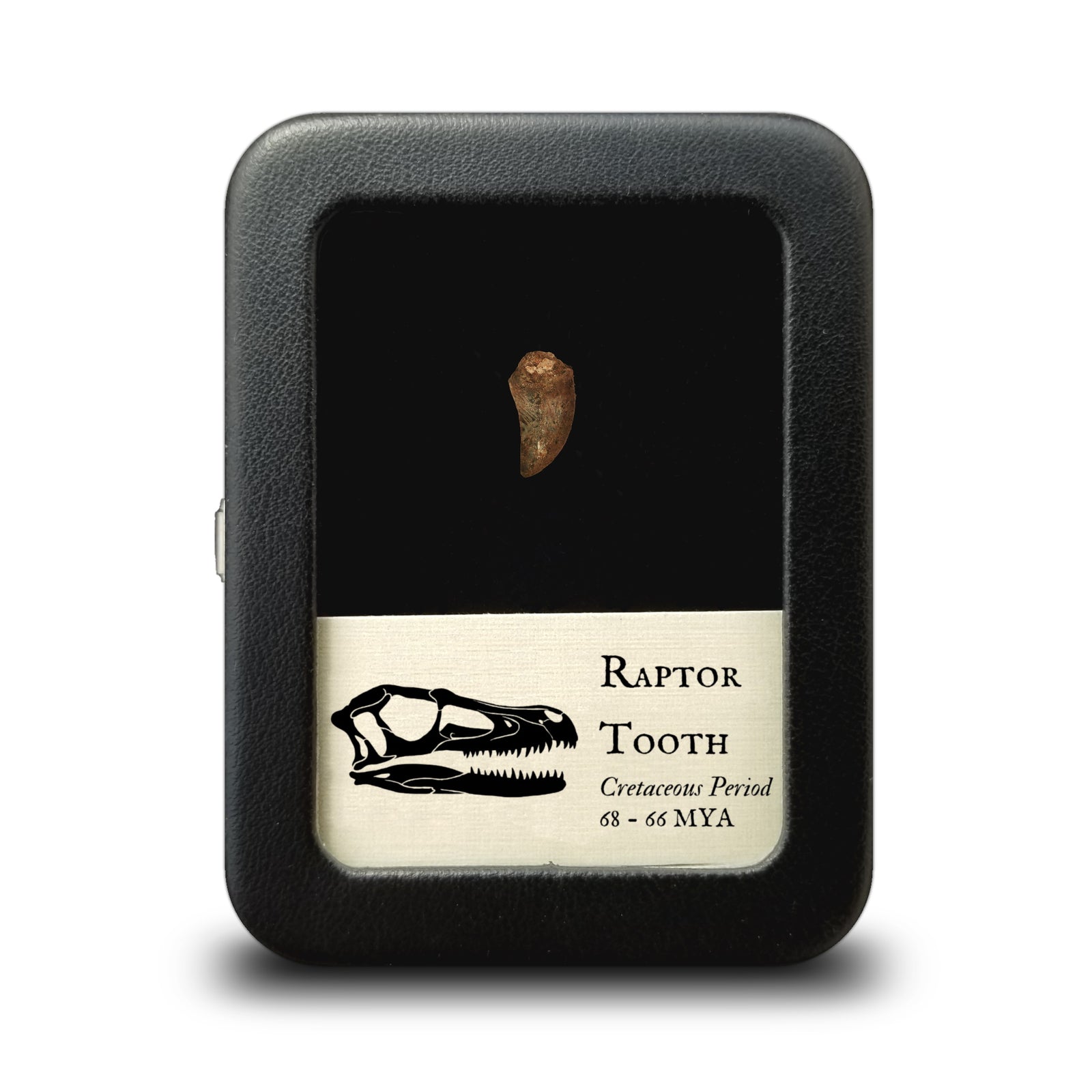 Raptor Tooth, Hell Creek - Cretaceous Period - 68 to 66 MYA - Montana, USA