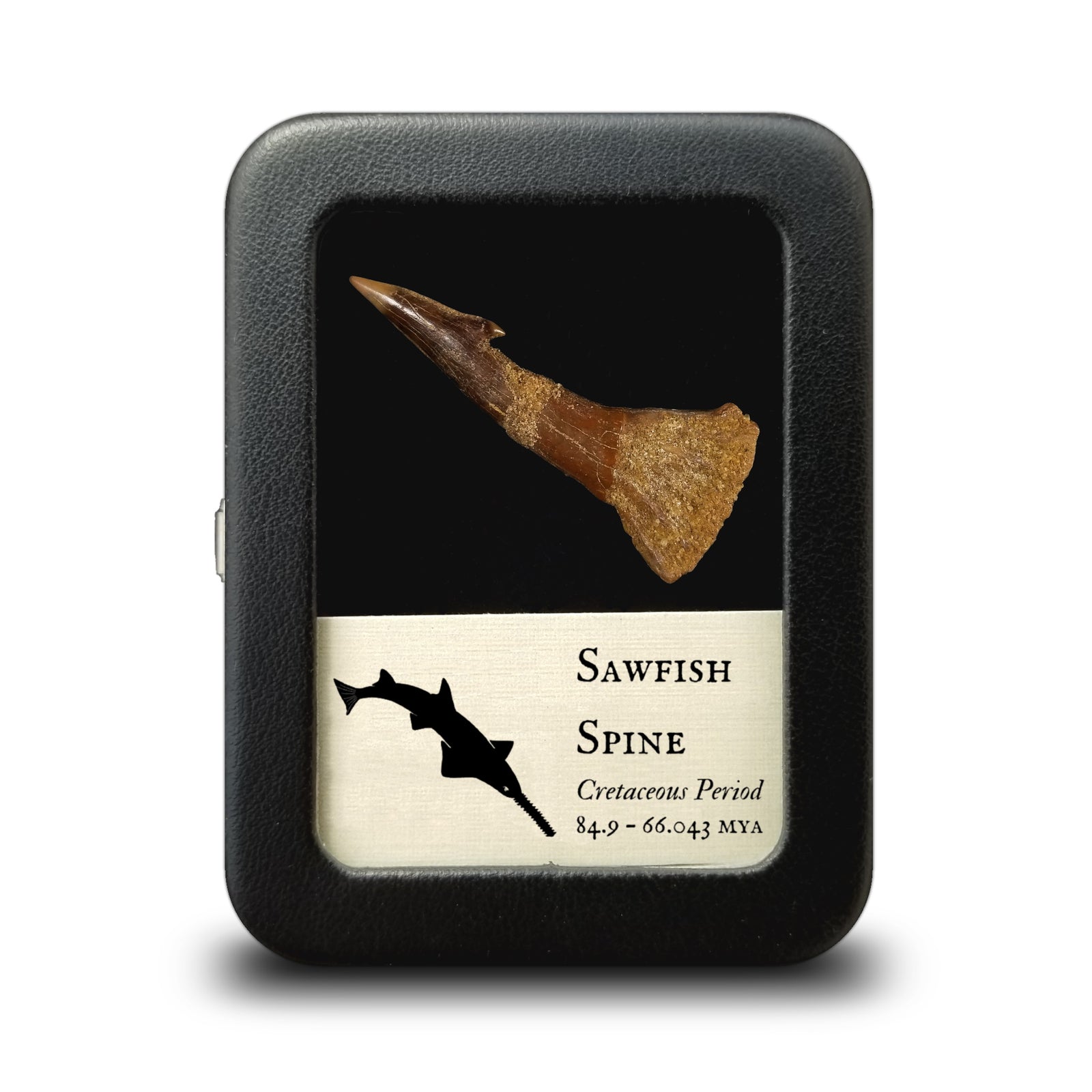 Sawfish Rostral Spine - Cretaceous Period - 113.0 to 100.5 MYA - Morocco