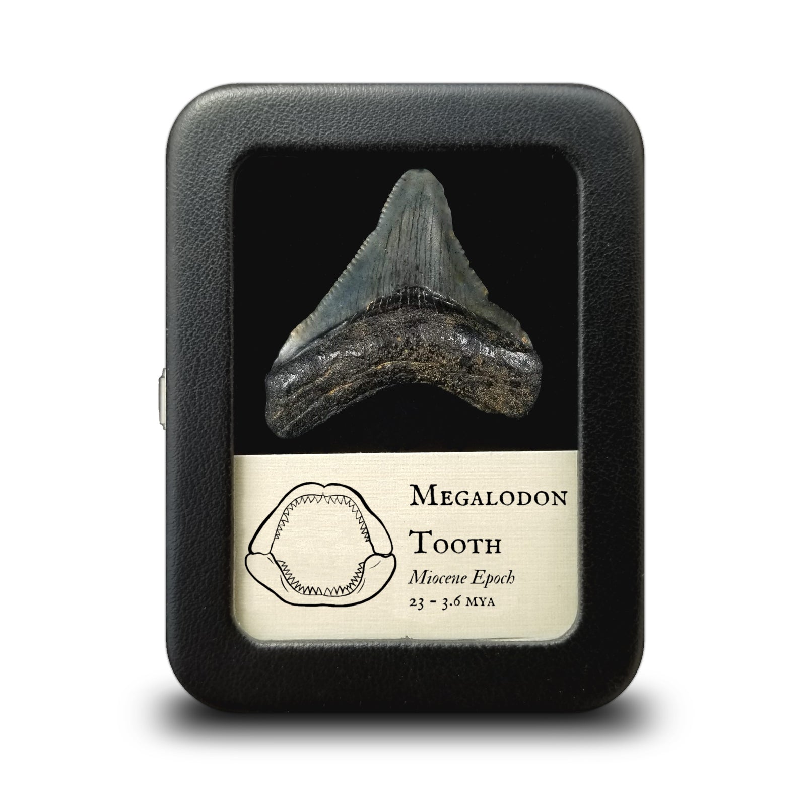 Megalodon Tooth, Small (1 to 2") - Miocene Epoch - 23 to 3.6 MYA - South Carolina, USA