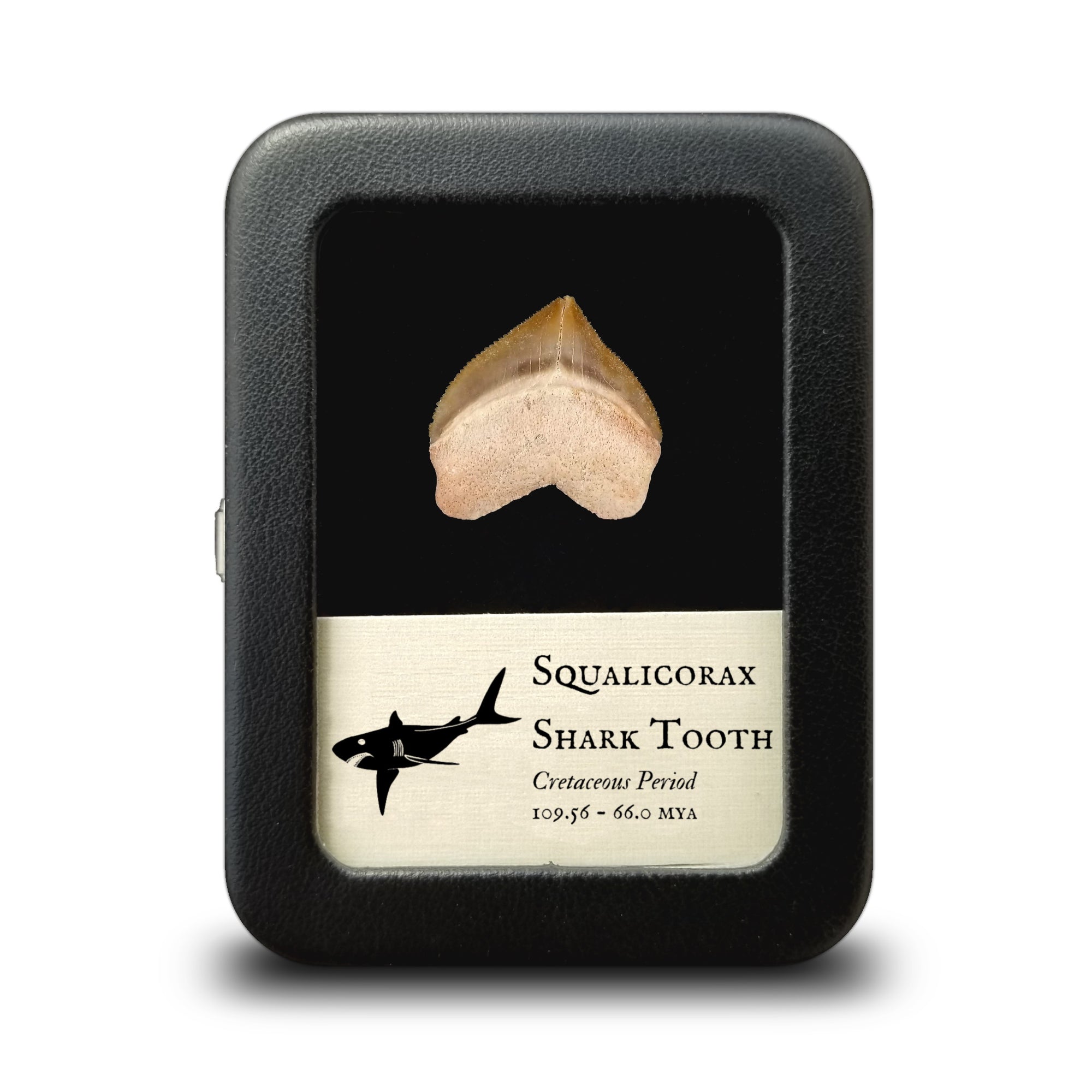 Squalicorax Shark Tooth - Cretaceous Period - 109.56 to 66.0 MYA - Morocco