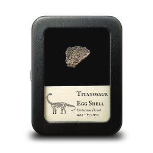 Titanosaur Egg Shell - Cretaceous Period - 65.5 MYA