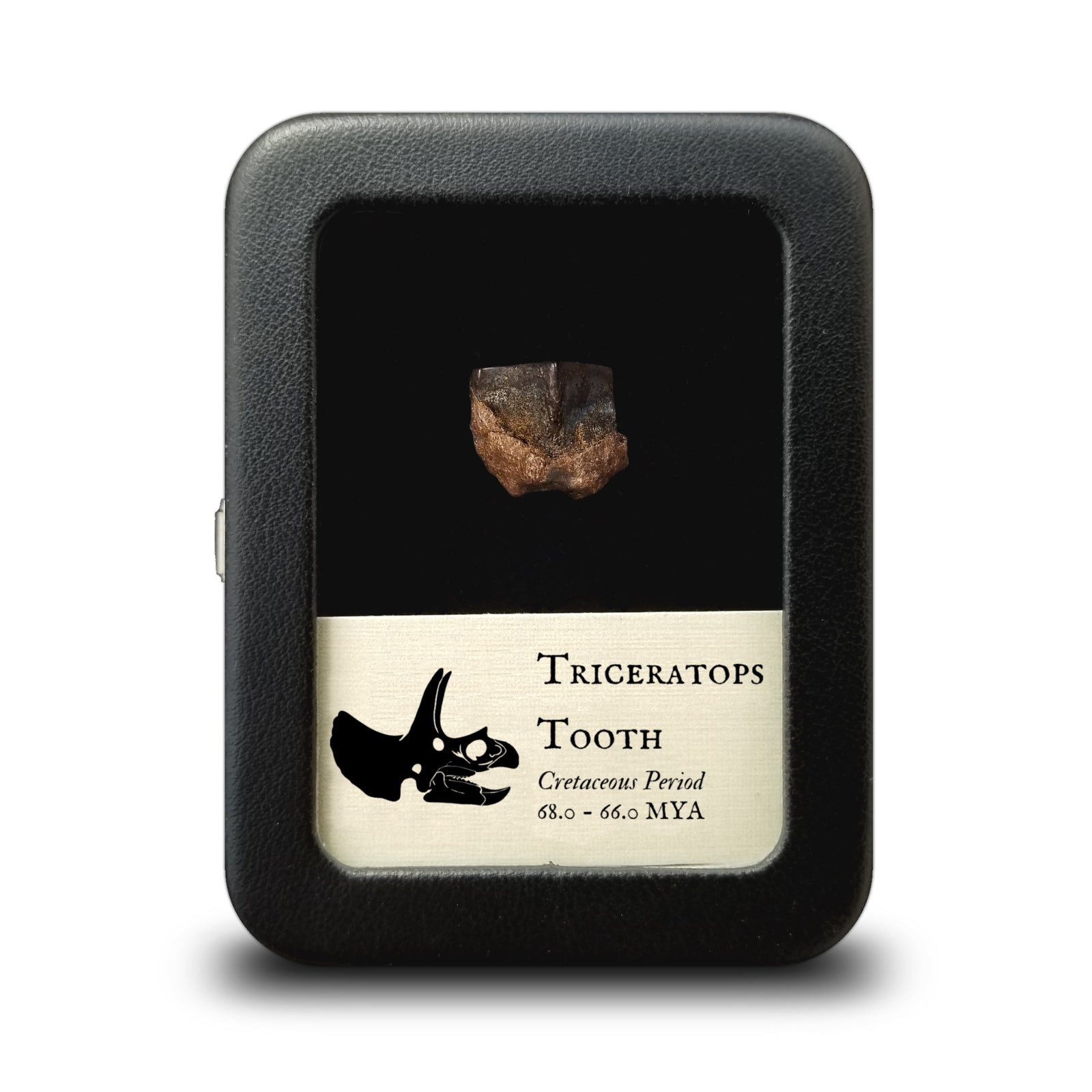 Triceratops Tooth - Cretaceous Period - 68.0 to 66.0 MYA - Wyoming, USA