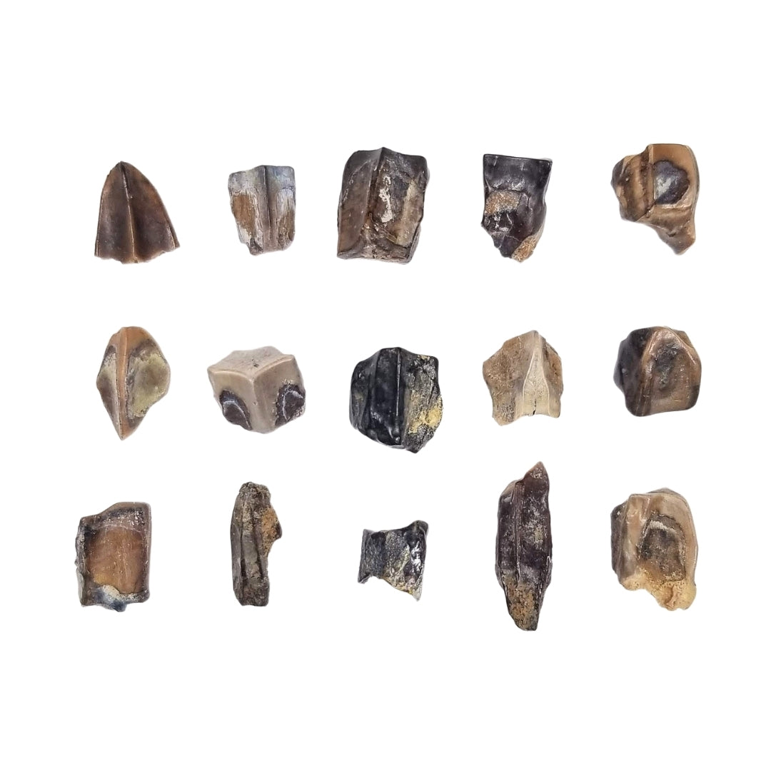 Edmontosaurus (Hadrosaur) Tooth - Cretaceous Period - 73.0 to 66.0 MYA - Montana, USA