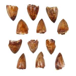 Phytosaur Tooth - Triassic Period - 242 to 201.3 MYA - New Mexico