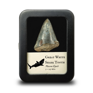 Fossil Great White Shark Tooth - Pliocene Epoch - 5 to 2.5 MYA - United States