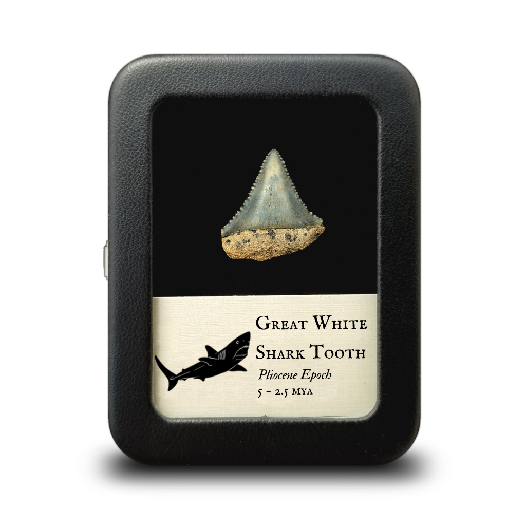 Fossil Great White Shark Tooth - Pliocene Epoch - 5 to 2.5 MYA - United States