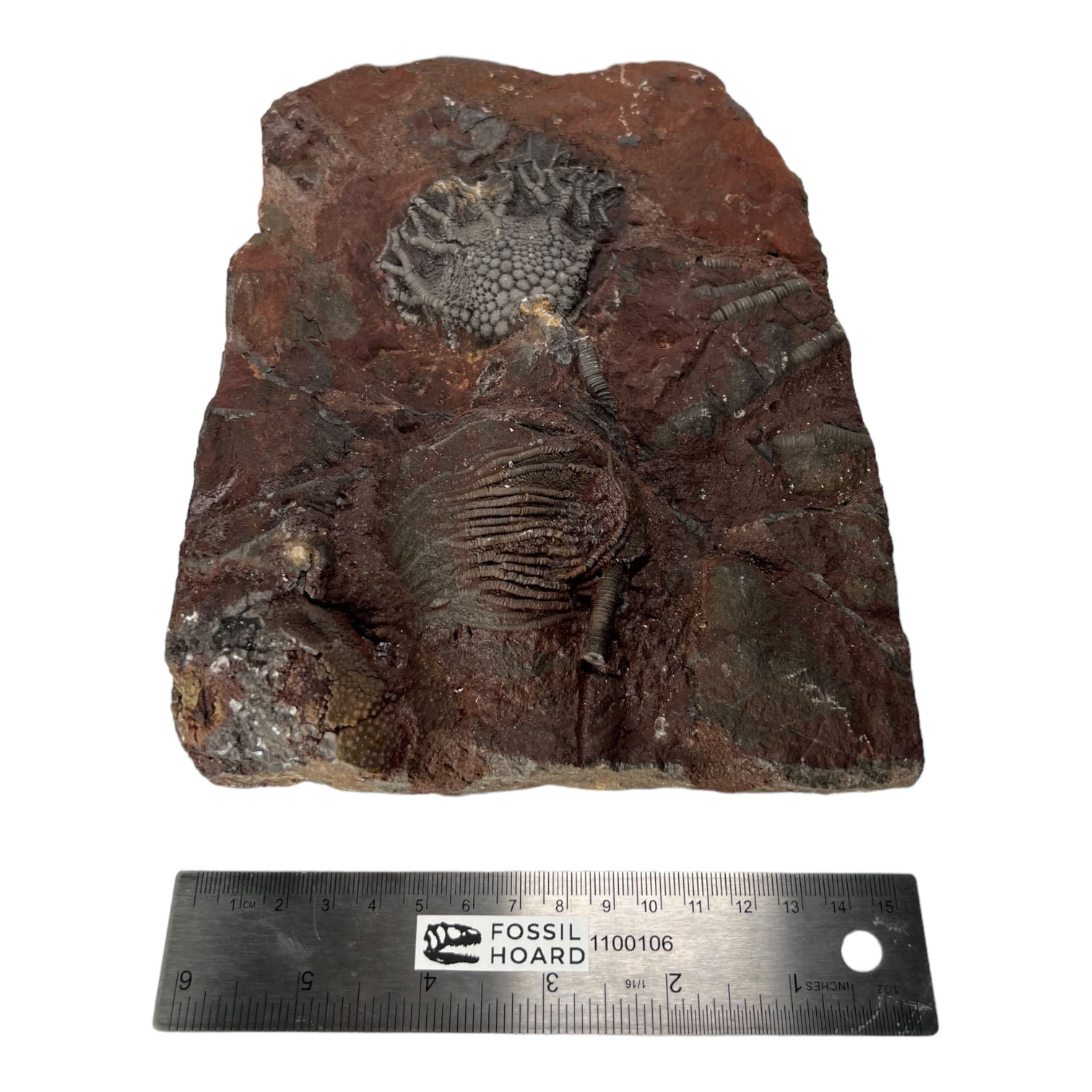 #8 Fossil Crinoid Plate (Scyphocrinites), 8 by 6 inches - Silurian Period - 423 to 419.2 MYA - Morocco