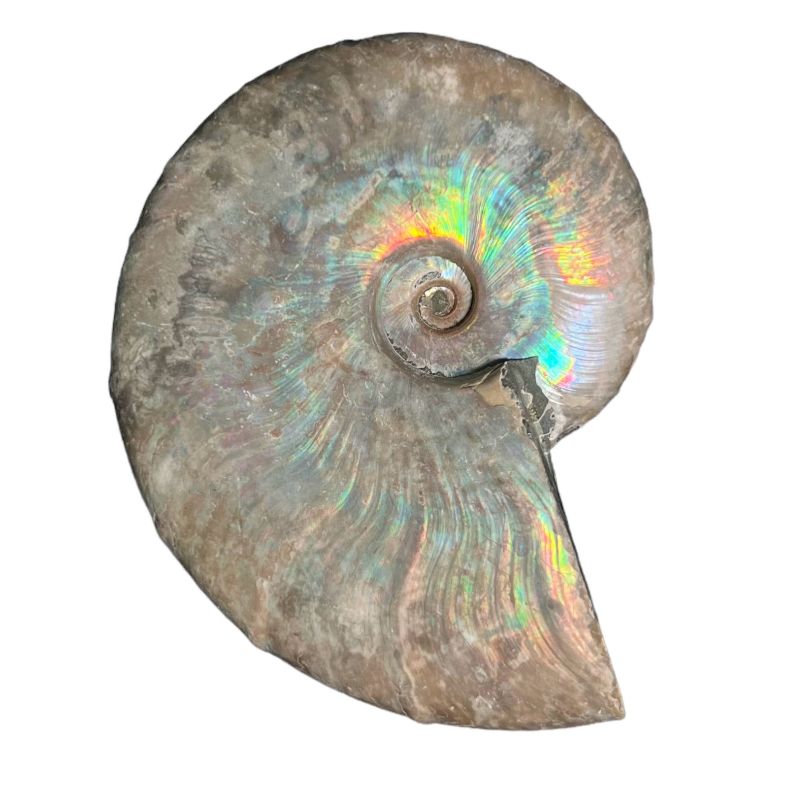 Large Iridescent Ammonite - Cretaceous Period - 100 MYA - Madagascar