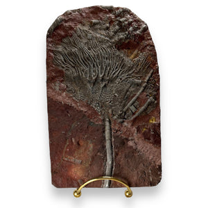 #9 Fossil Crinoid Plate (Scyphocrinites), 7 by 5 inches - Silurian Period - 423 to 419.2 MYA - Morocco