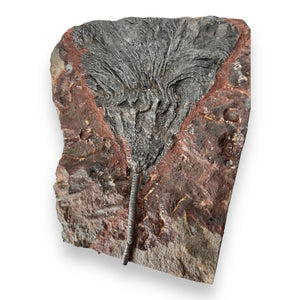 #12 Fossil Crinoid Plate (Scyphocrinites), 7.5 by 6.5 inches - Silurian Period - 423 to 419.2 MYA - Morocco