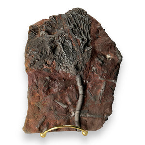 #11 Fossil Crinoid Plate (Scyphocrinites), 7 by 5 inches - Silurian Period - 423 to 419.2 MYA - Morocco