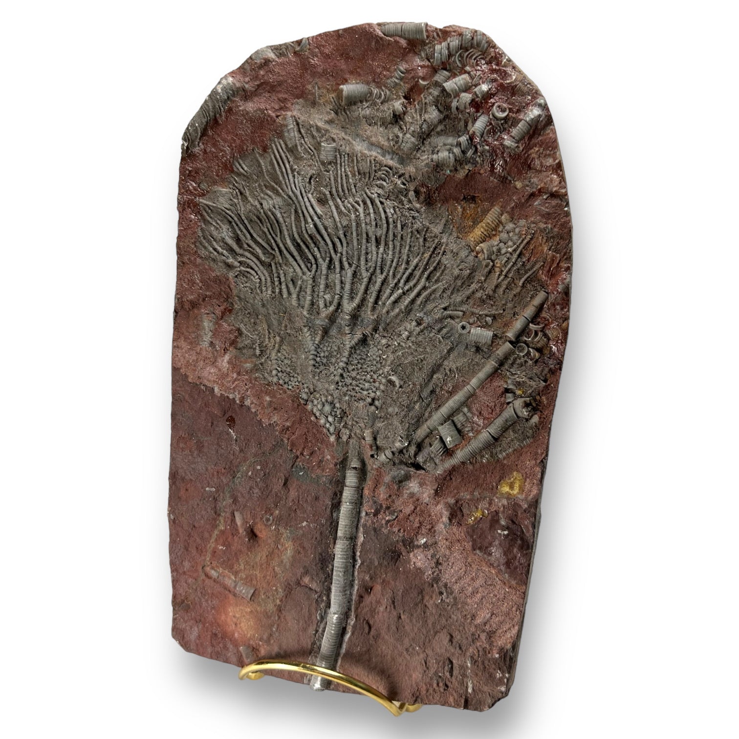 #9 Fossil Crinoid Plate (Scyphocrinites), 7 by 5 inches - Silurian Period - 423 to 419.2 MYA - Morocco